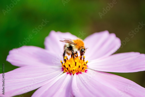 Bombus pascuorum, the common carder bee, single bumblebee on pink Cosmos flower, selective focus