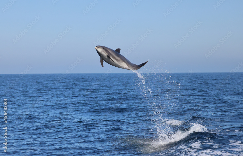 dolphin jumping, bottlenose flying