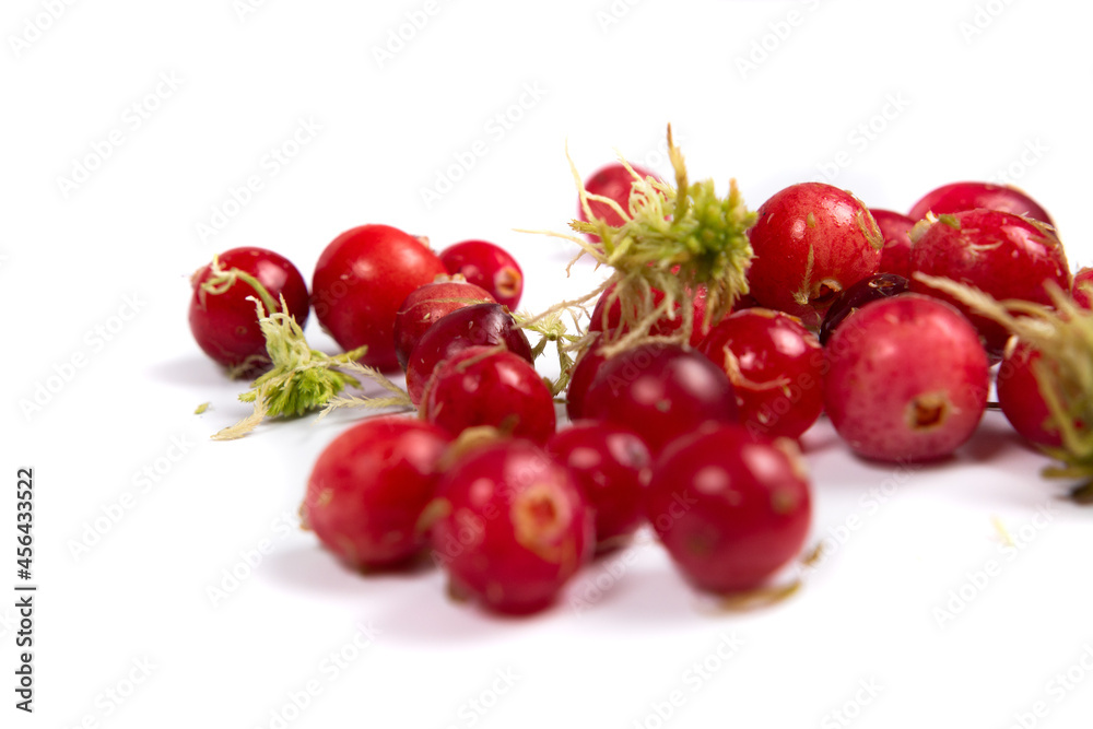 Red berries of ripe cranberries isolated on white background. Cr