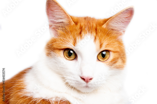 Obraz na płótnie Portrait of red white cat isolated on white background. w salonie