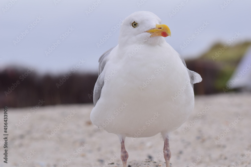 A seagull is sitting at the beach as a close up A seagull is sitting at the beach as a close up