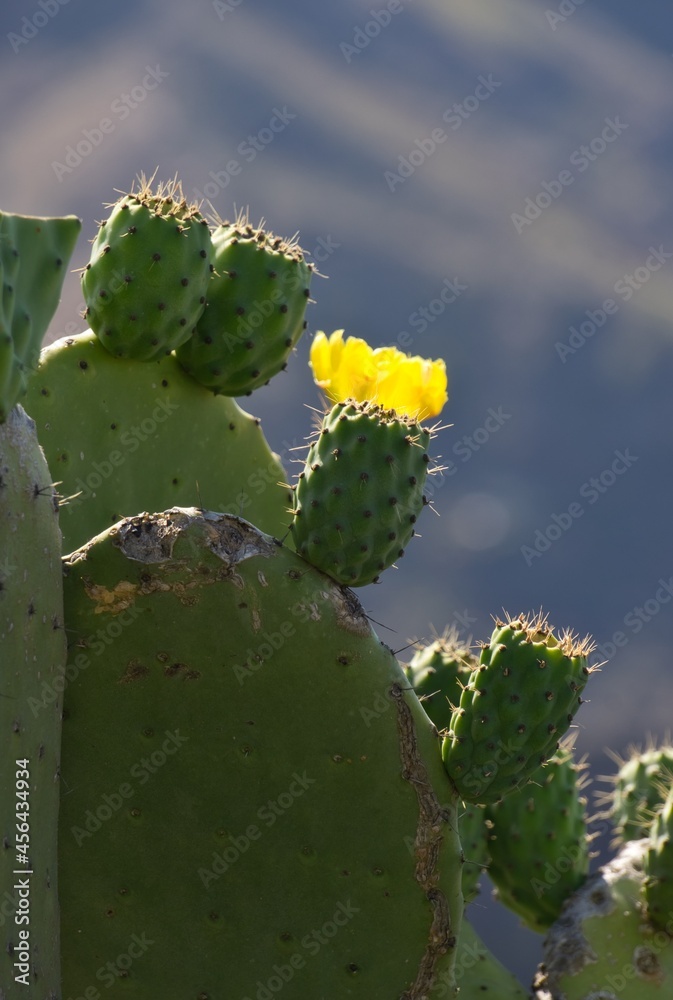 Prickly pears in bloom Prickly pears in bloom