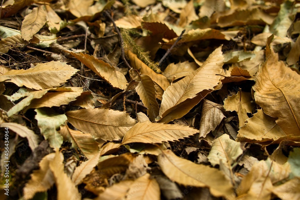 Autumn leaves background