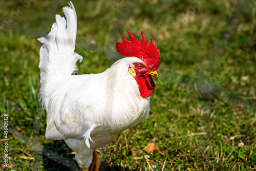 rooster in the grass on a farm