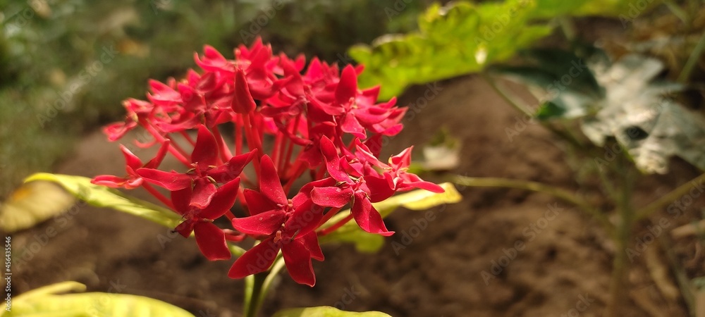 Red Flowers