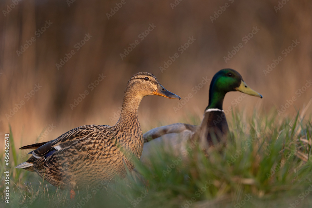 Mallard in the meadow. Wild duck during spring reproduction. European wildlife. Birds watching in Czech republic. Mallard in the meadow. Wild duck during spring reproduction. European wildlife. Birds watching in Czech republic.