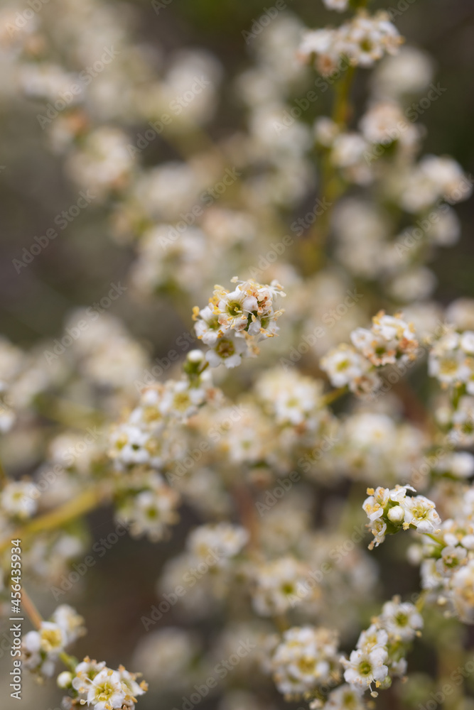 Blooming white terminal indeterminate panicle inflorescences of Resinbrush, Adenostoma Fasciculatum, Rosaceae, native evergreen shrub in Red Rock Canyon MRCA Park, Santa Monica Mountains, Springtime. Blooming white terminal indeterminate panicle inflorescences of Resinbrush, Adenostoma Fasciculatum, Rosaceae, native evergreen shrub in Red Rock Canyon MRCA Park, Santa Monica Mountains, Springtime.