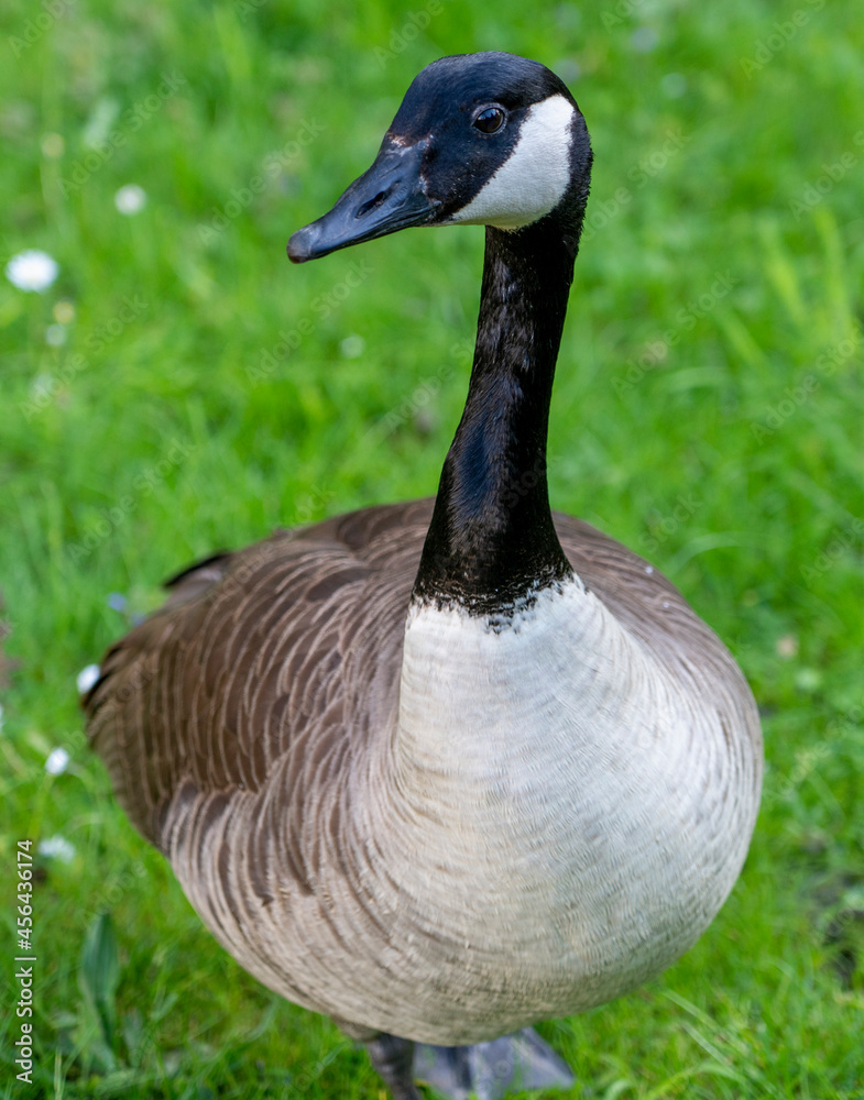 Obraz premium Goose