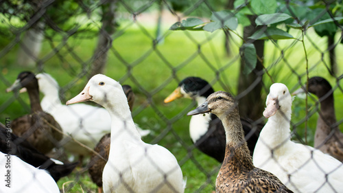 kaczki w zagrodzie widziane przez ogrodzenie