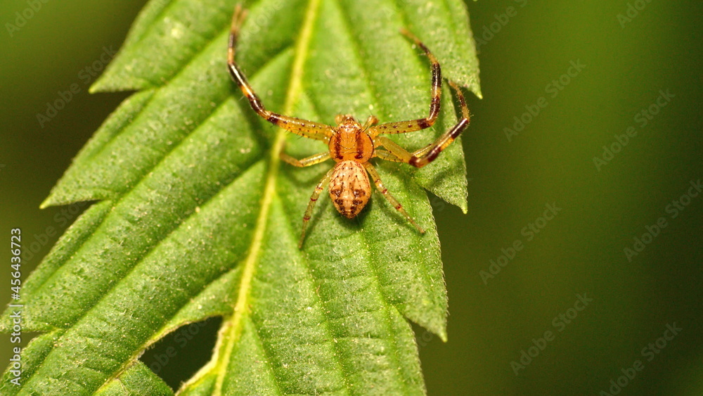 Newly hatched crab spider on a leaf in Cotacachi, Ecuador Newly hatched crab spider on a leaf in Cotacachi, Ecuador
