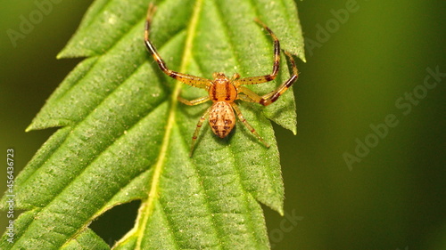 Newly hatched crab spider on a leaf in Cotacachi, Ecuador