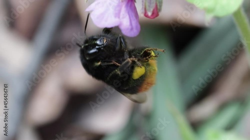 earthen bumblebee on a flower