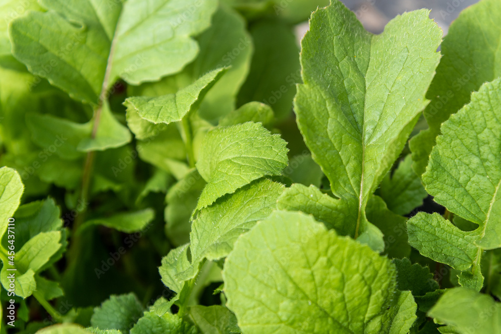 Close up of radish plant, healthy leaves taken in indoor greenhouse with stunning, fresh plant. Close up of radish plant, healthy leaves taken in indoor greenhouse with stunning, fresh plant.