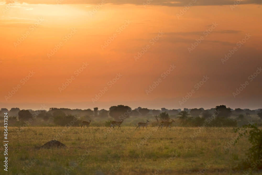 African sunset with red sky