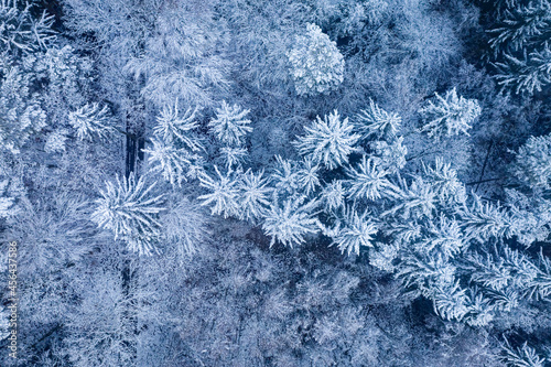 Blizzard in winter. Snowy winter forest. Aerial view of wildlife