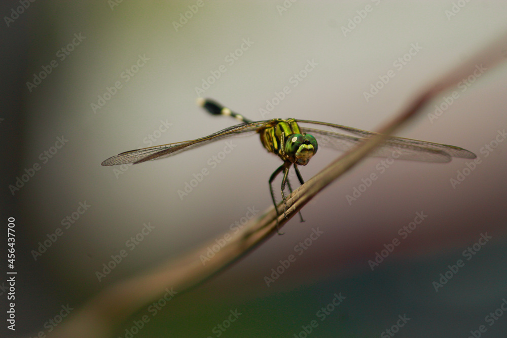 close up of a dragonfly close up of a dragonfly