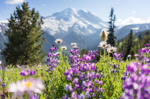 Mt Rainier National Park