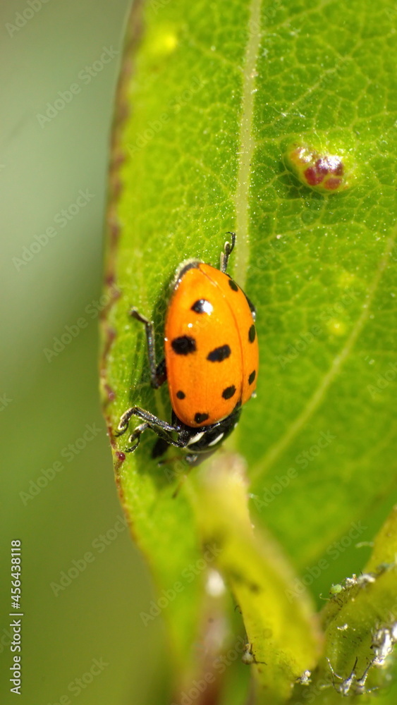 Naklejka premium Lady bug on a leaf in Cotacachi, Ecuador