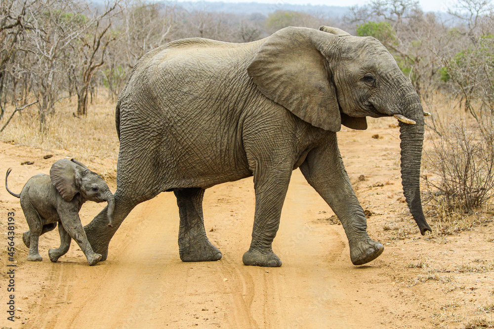 Fototapeta premium Elephant mum with her baby crossing the road in the middle of a safari in South Africa