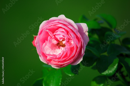 Różowa róża na zielonym, rozmytym tle