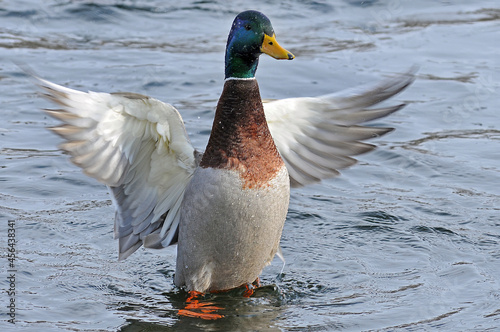 mallard duck flying in winter