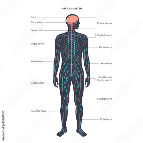 Central nervous system photo