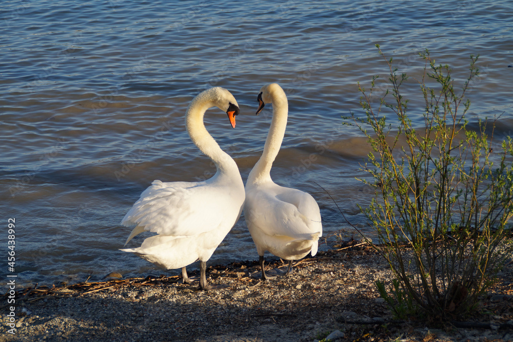 a couple of beautiful hugging swans in love in the evening sun on lake Constance or Bodensee on island Mainau, Germany a couple of beautiful hugging swans in love in the evening sun on lake Constance or Bodensee on island Mainau, Germany