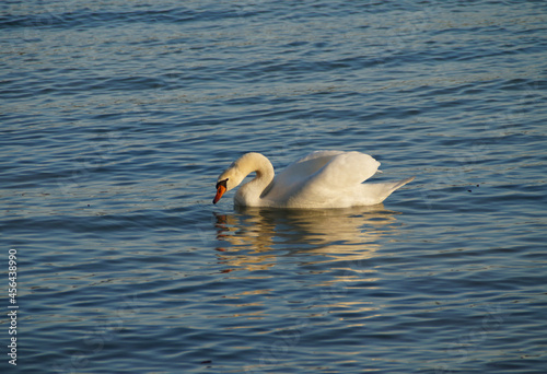 Fototapeta Naklejka Na Ścianę i Meble -  a majestic swan with open wings basking in the evening sun on lake Constance in Germany	