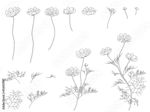 コスモスのイラストセット_線画