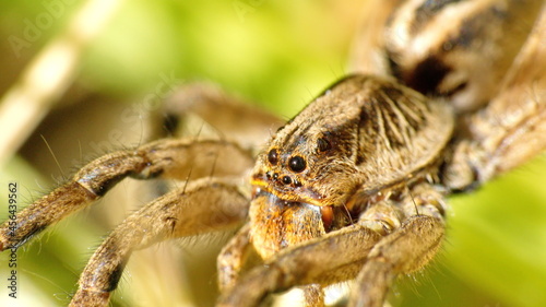 Close up of a wolf spider in Cotacachi, Ecuador