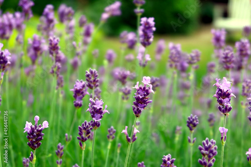 Close up of violet flowers Lavandula angustifolia  true lavender or English lavender  garden  narrow-leaved lavender . Lavender inflorescence on green blurred background.