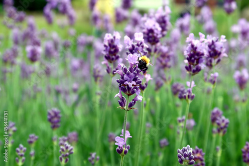 Bee or honeybee  Apis Mellifera   european or western honey bee sitting on the violet lavender flowers Lavandula angustifolia  true or English lavender  garden  narrow-leaved lavender . 
