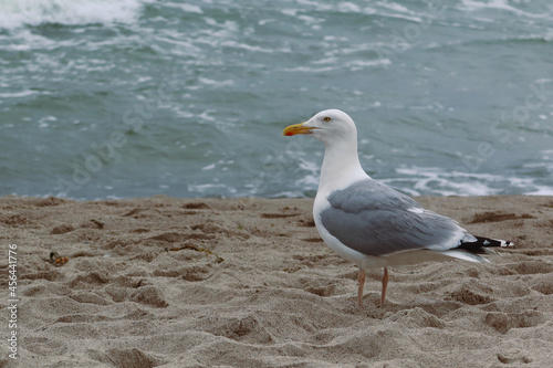 Beautiful sea gull standing on a sandy beach 
