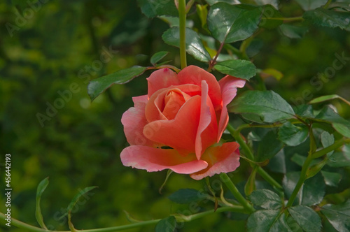 One beautiful orange pink rose close up on a background of green leaves on a sunny day in a flower garden
