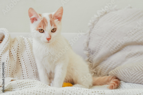 White and ginger cat 3-4 months sits on light blanket. Kitten with foot, bandaged with yellow bandage photo