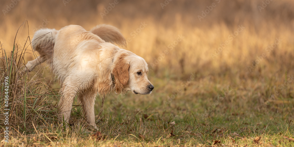 Retriever dog lifting his leg to pee outside in nature on a meadow in autumn Retriever dog lifting his leg to pee outside in nature on a meadow in autumn