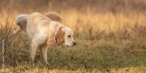 Obraz na plátně Retriever dog lifting his leg to pee outside in nature on a meadow in autumn