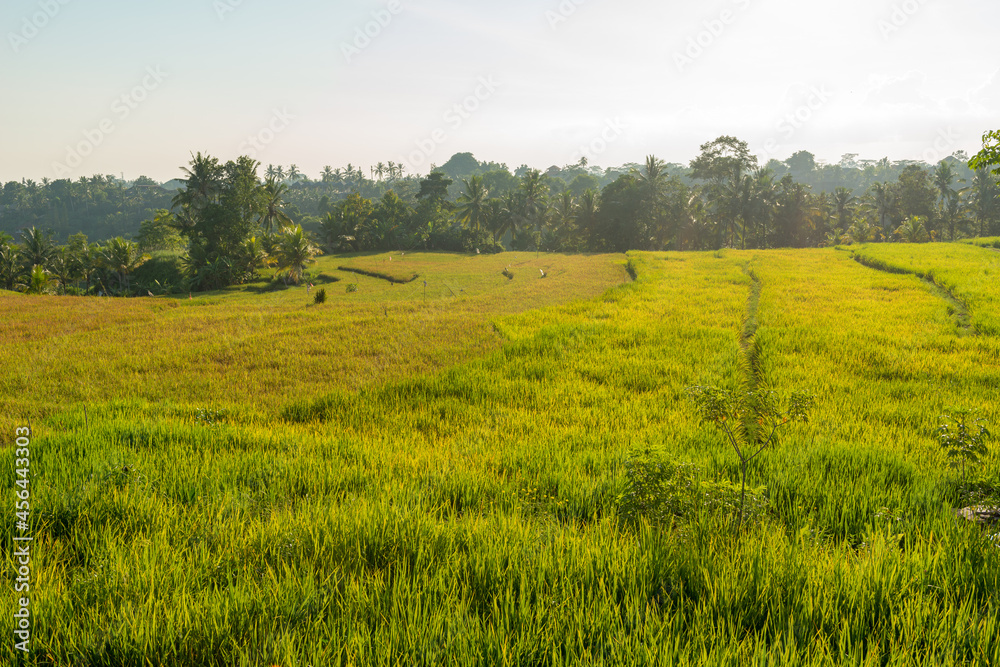 Rice field in Bali