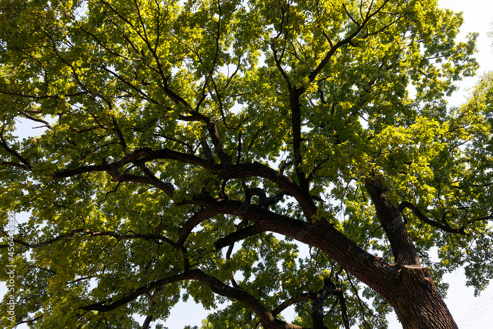trees covered with green foliage in summer trees covered with green foliage in summer