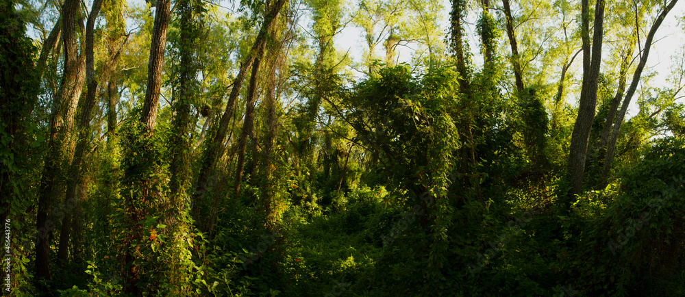 Panorama view of the green forest with a beautiful light. 