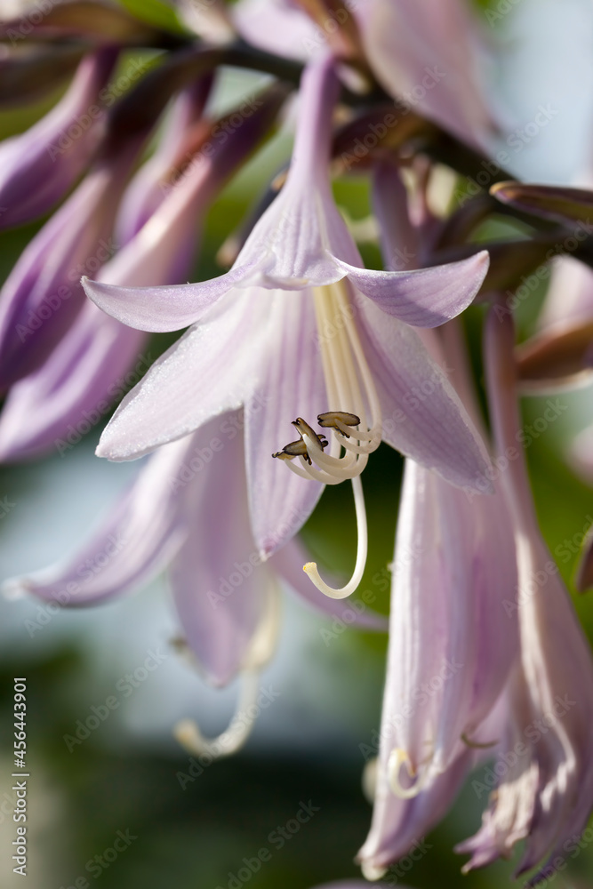 purple flowers in the spring season purple flowers in the spring season
