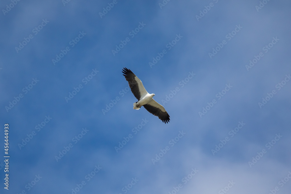 Obraz premium White-bellied sea eagle flying in the air.