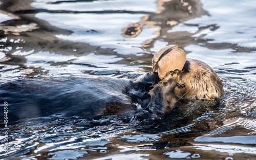 A sea otter eating a clam on its belly