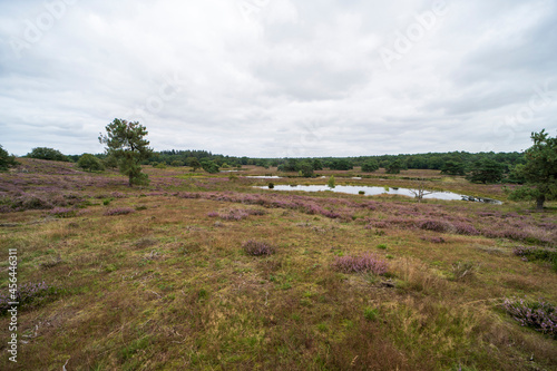 Heather landscape of the national park De Maasduinen