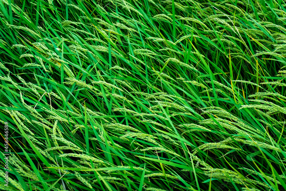 Beautiful rice fields seen from above, sustainable agriculture. Beautiful rice fields seen from above, sustainable agriculture.