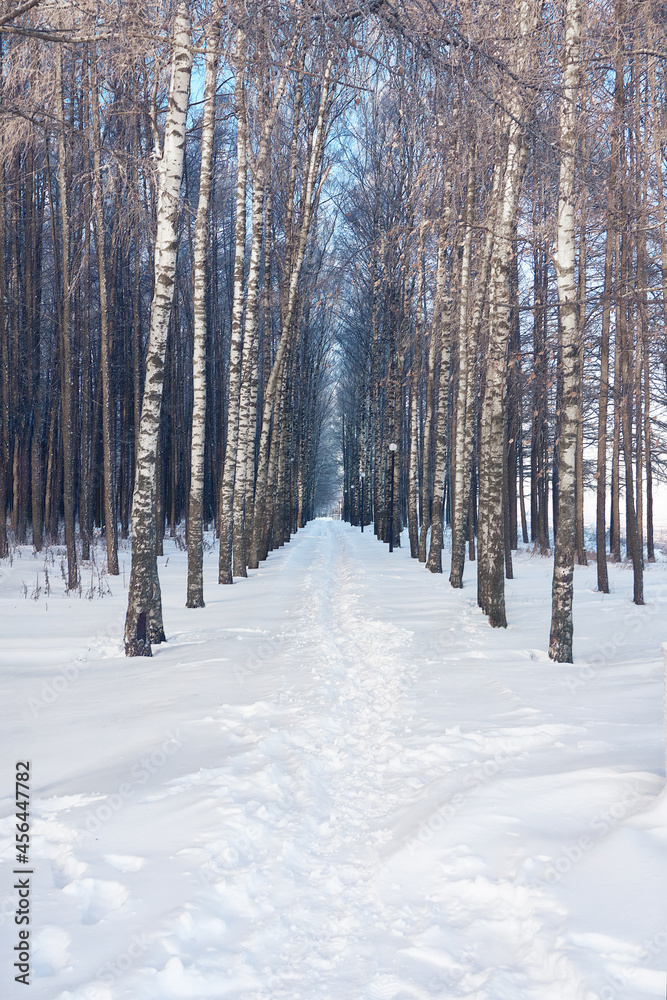 Winter birch forest, a path along the trees. A frosty morning in the village forest. Blue sky above the trees, a place for walks in the fresh air