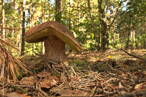 Mushroom season in the forest. Autumn mushrooming.