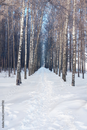 Winter birch forest, a path along the trees. A frosty morning in the village forest. Blue sky above the trees, a place for walks in the fresh air © Алексей Максимов