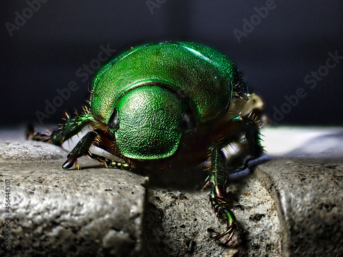 Tokyo,Japan - September 12, 2021: Closeup of Scarab beetle or mimela splendens  © Khun Ta