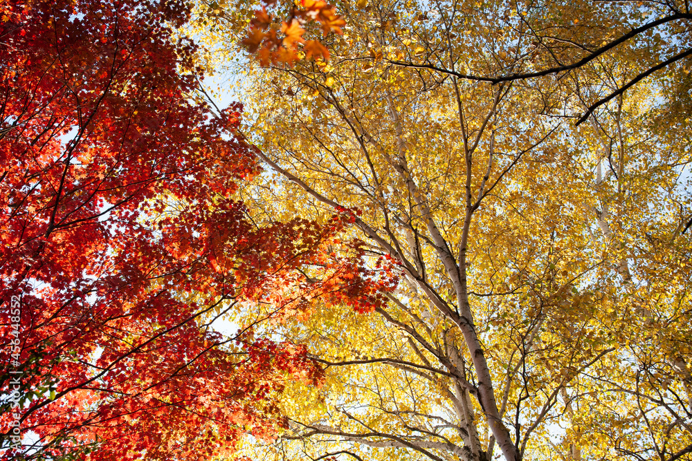 森の秋　紅葉と黄葉